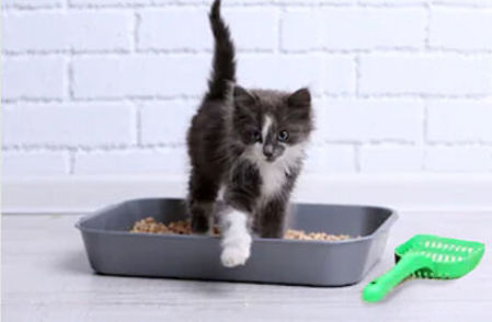 Picture for category Litter Box Accessories
