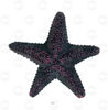 Picture of Ծովային աստղերի հավաքածու