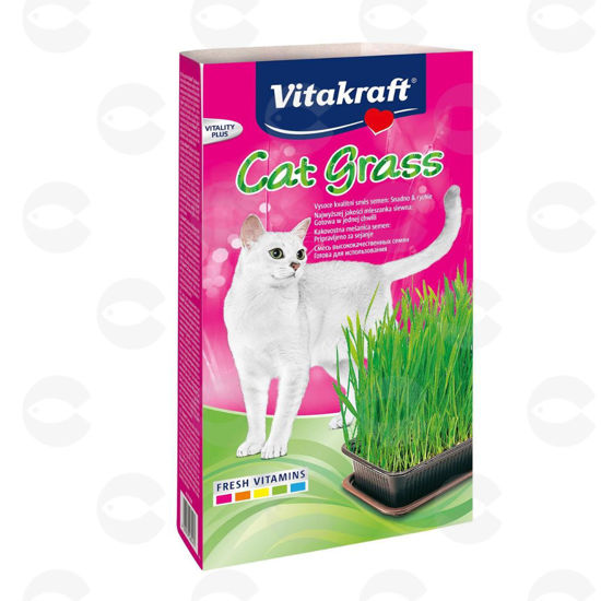 Picture of «Cat Grass» Խոտի սերմեր կատուների համար
