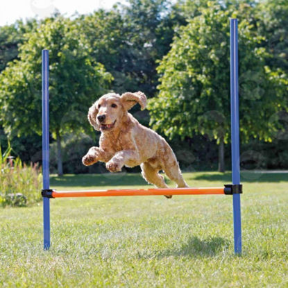 Picture of Խաղալիք շների համար՝ թռիչք/բարձրություն