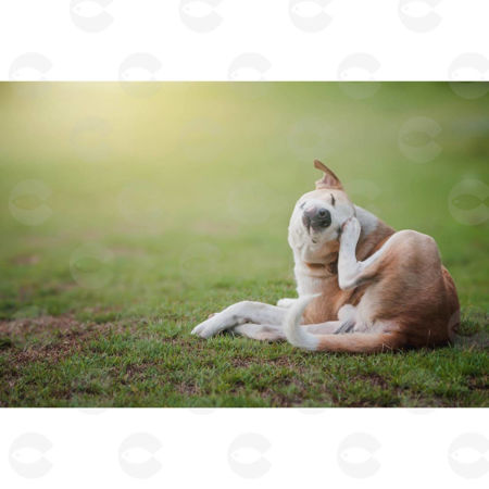 Picture for category Մաշկային խնդիրների դեմ