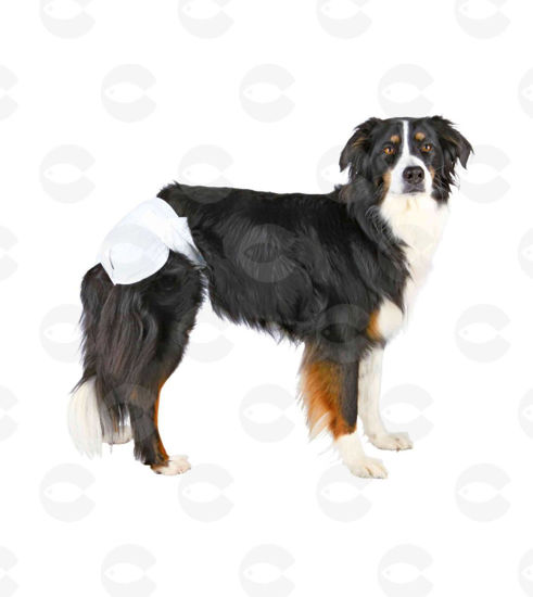 Picture of Տակդիր էգ շների համար, XL