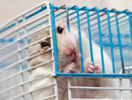 Picture for category Վանդակ