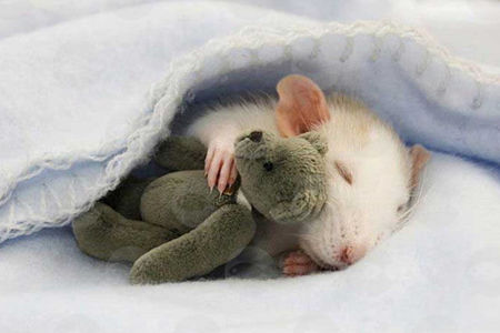 Picture for category Անկողին , Տնակ