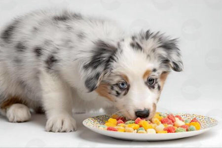 Picture for category Ձագերի համար