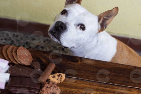 Picture for category Պեչենիներ