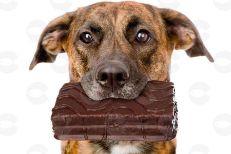 Picture for category Շոկոլադներ