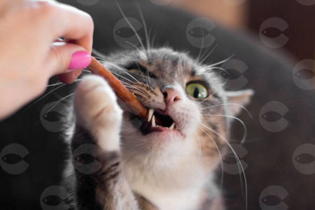 Picture for category Ատամների համար