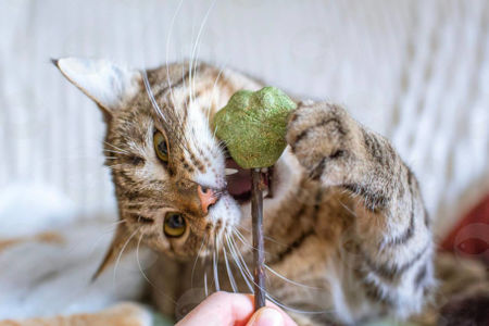 Picture for category Կատվի անանուխ, սերմեր