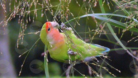 Picture for category Խոտ, ավազ