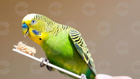 Picture for category Կերային հավելում