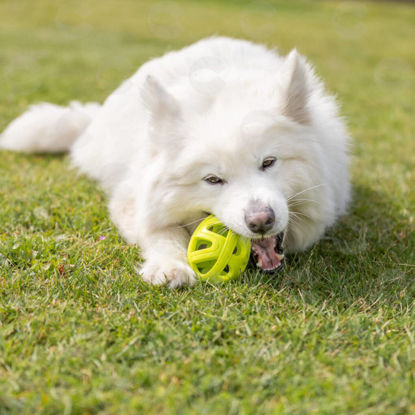 Picture of Խաղալիք շների ՝մեղրամոմի կառուցվածքով ռեգբի գնդակ, 11 սմ