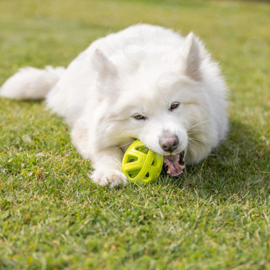 Picture of Խաղալիք շների ՝մեղրամոմի կառուցվածքով ռեգբի գնդակ, 11 սմ